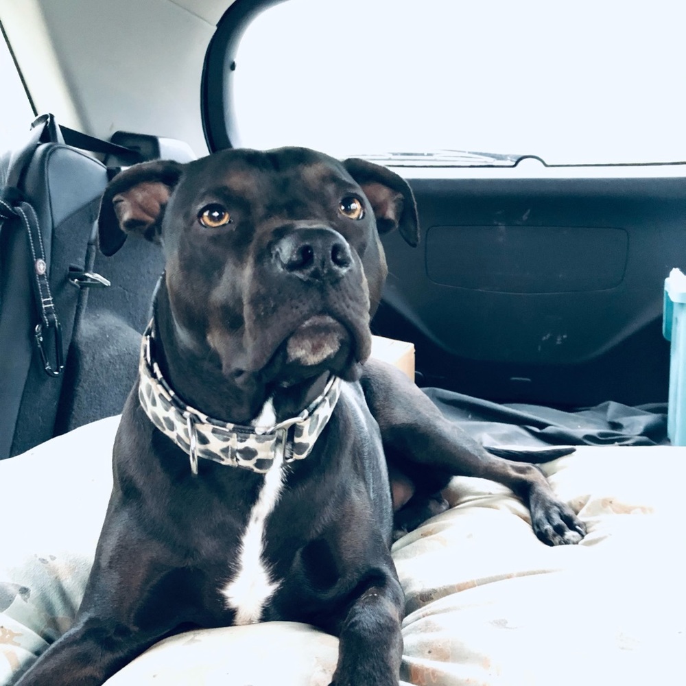 Meet your Posher, Gina